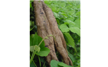 吃了這么多年的野生葛根粉，你吃對了嗎？