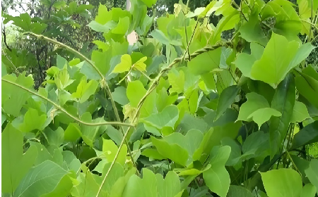 七夕寵妻狂魔就選它！二月風雙有機野生葛根粉，健康又有文化味 