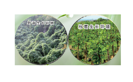 高學歷養(yǎng)生黨親測：這款雙有機野生葛根粉，憑什么成日常優(yōu)選？?