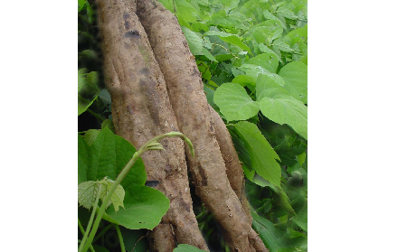 長期吃葛粉是養(yǎng)生還是傷身？科學解讀它的三大益處，讓你吃得更明白！