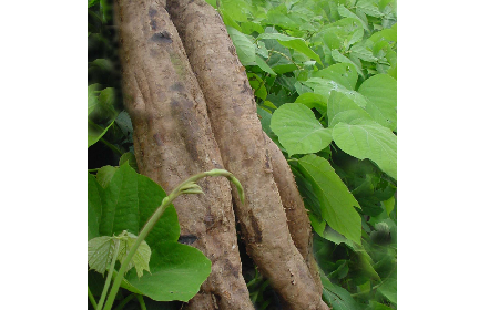 葛粉是什么？解鎖這份藏著千年文化與養(yǎng)生智慧的天然食材