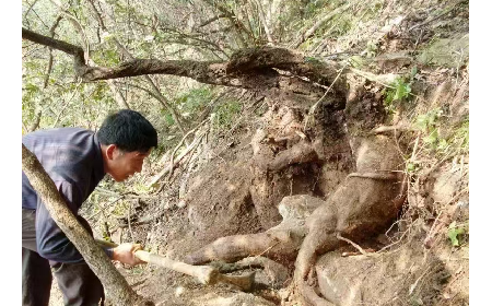 藏在隨州深山里的自然饋禮：二月風(fēng)有機(jī)野生葛根粉，守護(hù)孩子純粹成長