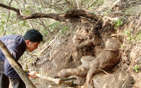 深山藏珍，二月風正在大量收購寒冬野生葛根