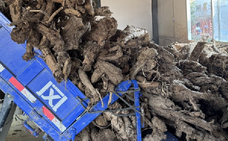 霜降采葛正當時！二月風大量收購霜降葛根，以匠心護品質、以產業(yè)助增收