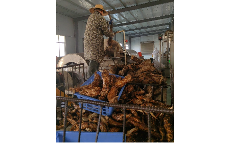 野生葛粉加工正當(dāng)時(shí)，二月風(fēng)匠心傳承好味道