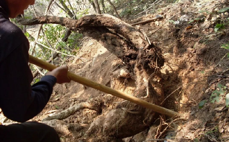 雪日暖養(yǎng)良方：二月風(fēng)有機野生葛根粉的冬日養(yǎng)生之道